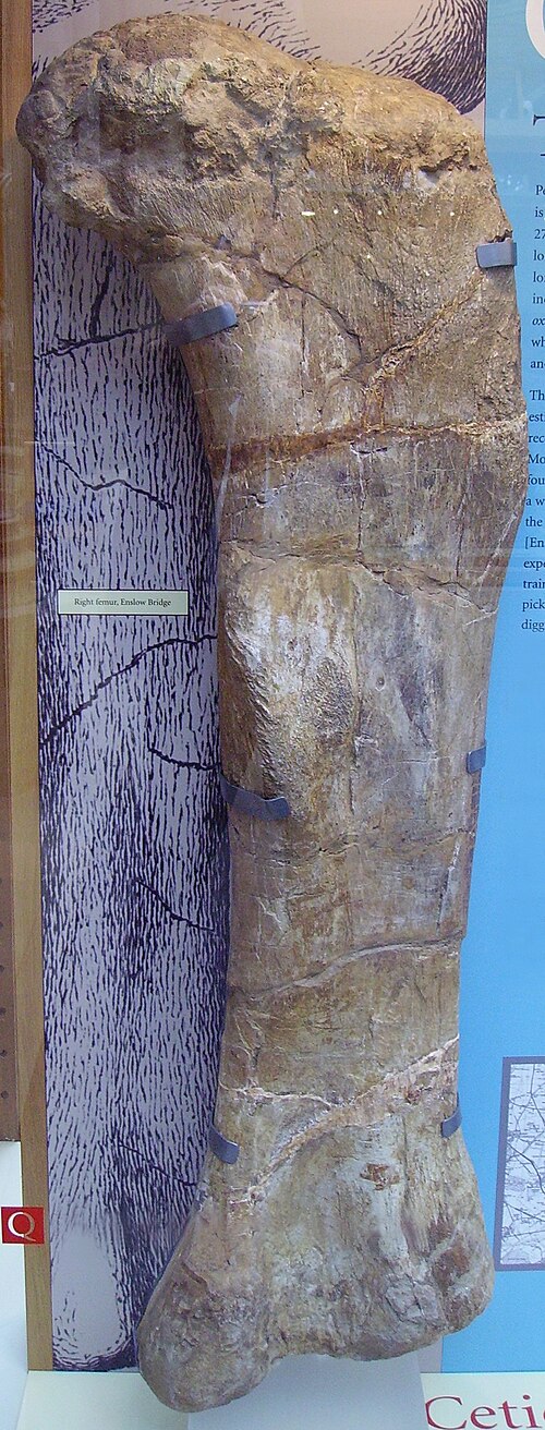 عظم الفخذ الأيمن لـ C. oxoniensis