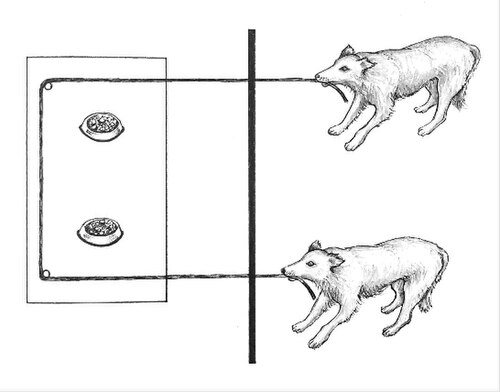 Sketch of two dogs pulling a rope attached to a platform baited with food