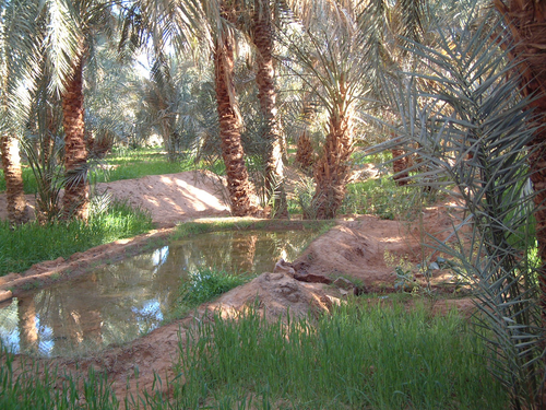 واحة في تيميمون في الصحراء الجزائرية