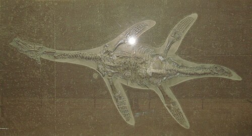 صورة لهيكل عظمي لـ Hauffiosaurus في لوح صخري