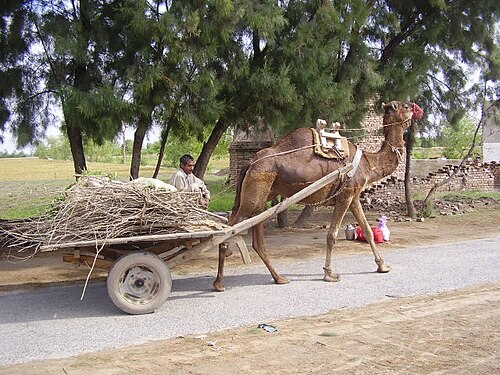 عربة الجمال
