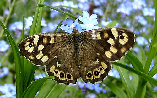 Pararge aegeria on Myosotis