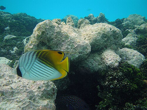 سمكة الفراشة ذات الزعانف الخيطية (Chaetodon auriga)