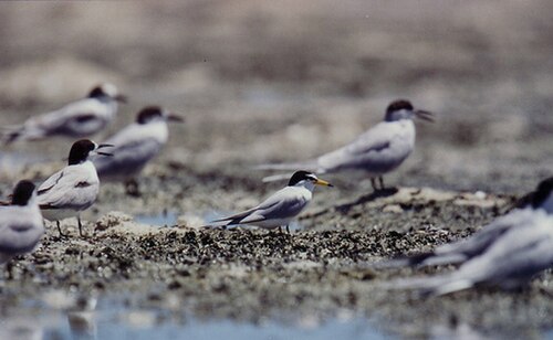 الخرشنة الصغيرة (Sternula albifrons)
