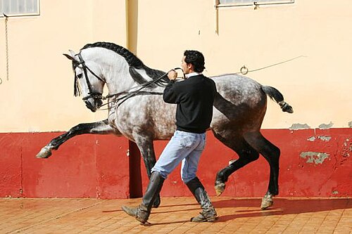 تعلم المشية الإسبانية بمساعدة عصا لإعطاء الإشارات