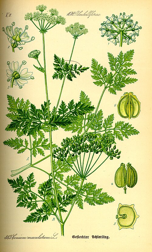 الشوكران، Conium maculatum (سم شديد الفتك)