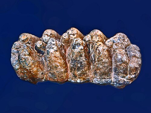 ضرس من نوع Anancus arvernensis