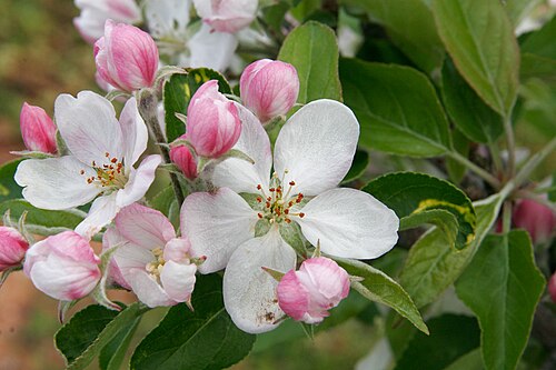 أزهار شجرة التفاح (Malus domestica)