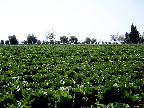 حقل خس، 2009