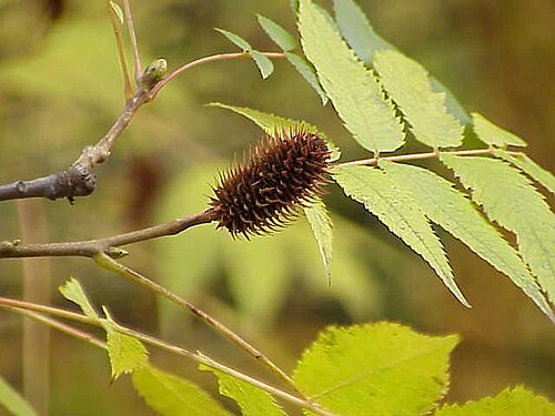 أوراق وأزهار نبات Platycarya strobilacea