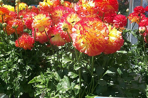 الحوذان الفارسي - Ranunculus asiaticus