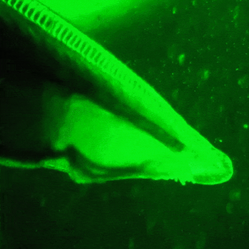 سحلية حية (B. floridae) تحت المجهر الفلوري.