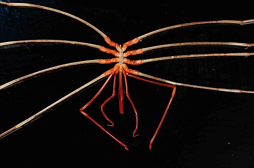Colossendeis sp.، يظهر غياب الكليفورات ولكن بخلاف ذلك خرطوم ممدود، وملامس وبيضات.