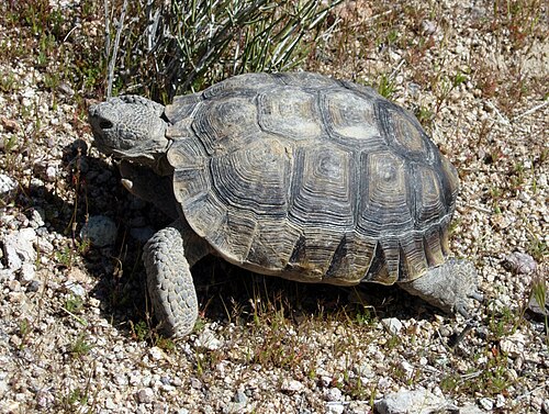 السلحفاة الصحراوية (Gopherus agassizii) مقاطعة سان برناردينو، كاليفورنيا، الولايات المتحدة الأمريكية.