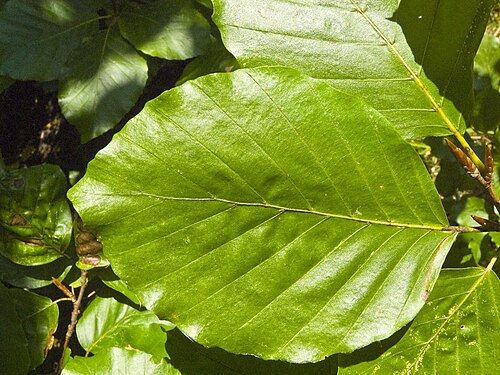 ورقة من نبات الزان الأوروبي (Fagus sylvatica)