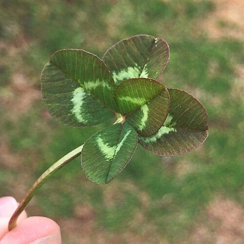 نبتة برسيم خماسية الأوراق من نوع Trifolium repens ذات لون محمر