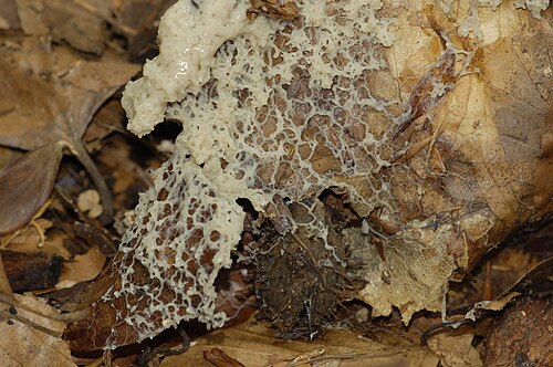 تتجمع طحالب Mucilago crustacea من بلازموديوم متدفق (شبكة من الخيوط) إلى جراب بوغ (كتلة كبيرة).