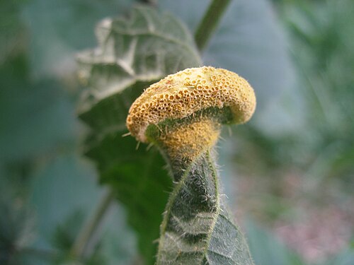 فطر الصدأ، Puccinia urticata، على سطح ورقة نبات القراص