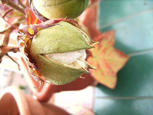 نفس نبات G. hirsutum مع الكبسولة المفتوحة
