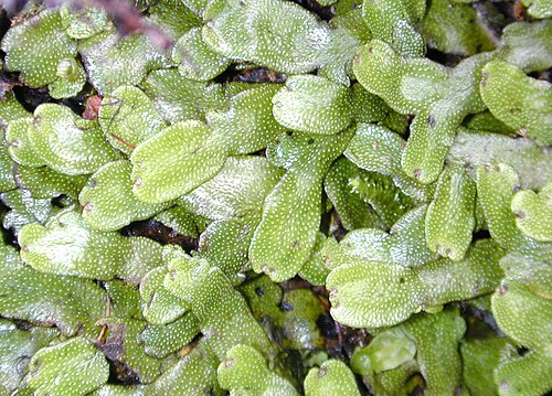 Conocephalum conicum، وهو نوع كبير من الحزازيات الكبدية الثالوسية