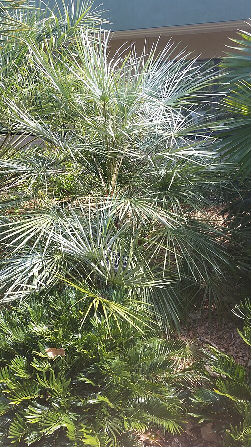 Chamaerops humilis فار. (أرجنتيا في لارجو، فلوريدا).