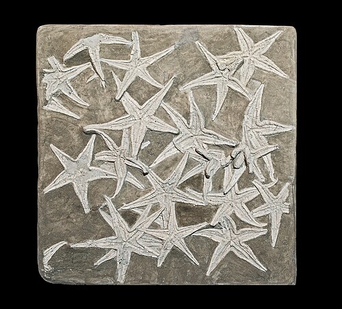 Astropecten lorioli (منقرض، من العصر الجوراسي)