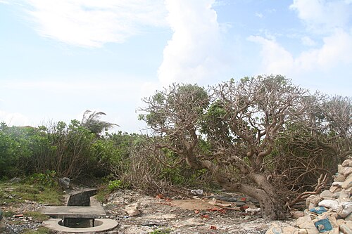 Heliotropium foertherianum القديم في جزيرة سبراتلي