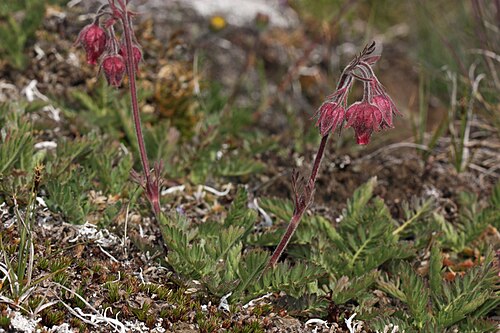 شوارب الرجل العجوز (Geum triflorum)