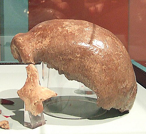 إنسان نياندرتال 1