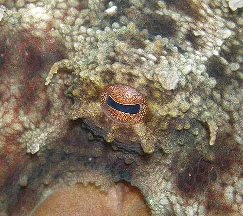 عين الأخطبوط (Octopus vulgaris)