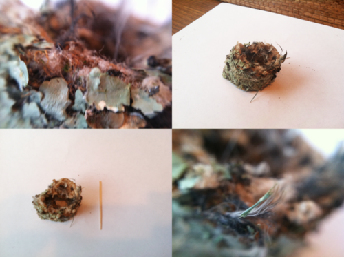 عش طائر الطنان آنا المتساقط معروض بجانب عود أسنان للمقارنة.