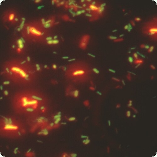صورة FISH ذات العلامة المزدوجة؛ بكتيريا Bifidobacteria Cy3، إجمالي البكتيريا FITC.