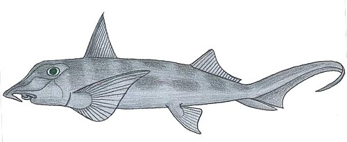 سمكة الفيل الأمريكية (Callorhinchus callorhynchus)