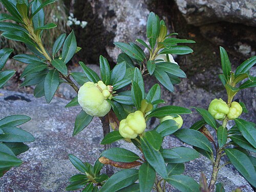 أورام الأوراق على نبات الرودودندرون الصدئية (Rhododendron ferrugineum) بسبب فطر Exobasidium rhododendri