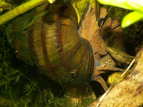 عائلة Viviparidae، Viviparus viviparus.