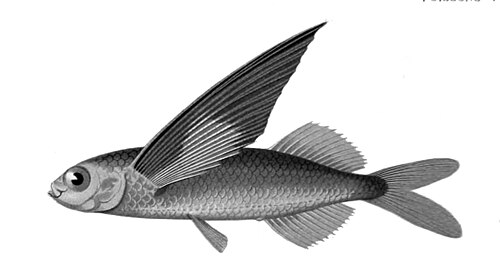 يمتلك "السمك الطائر" Exocoetus obtusirostris زعانف صدرية متخصصة للانزلاق