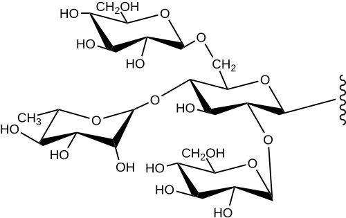 Sarsaparilla R1، أحد مكونات السارساباريلا
