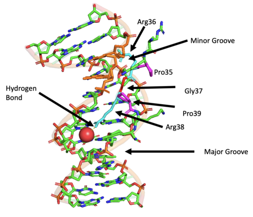 جزء من الحمض النووي موضح بواسطة برنامج PyMOL