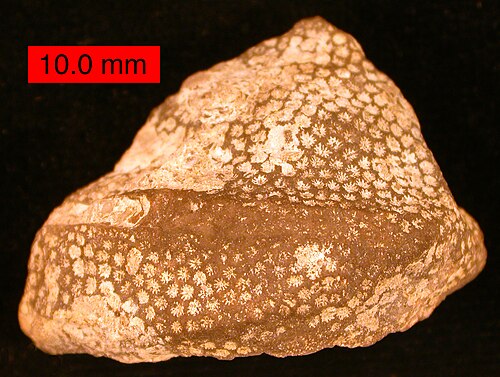 المرجان الهيليوليتيدي Protaraea richmondensis يغطي بطنيات الأقدام؛ العصر السينسيناتي (الأوردوفيشي العلوي) في جنوب شرق ولاية إنديانا