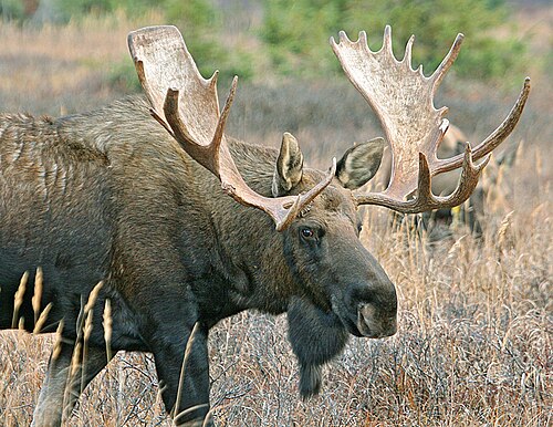 أيل ألاسكا (A. alces gigas أو A. americanus gigas)، ذكر، ألاسكا
