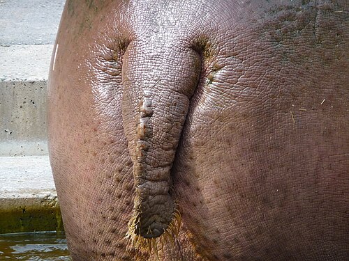 فرس النهر (Hippopotamus amphibius)