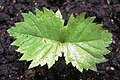 إنبات الدردار الصخري Ulmus thomasii