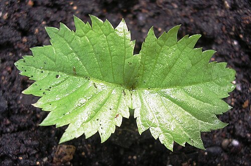 إنبات الدردار الصخري Ulmus thomasii