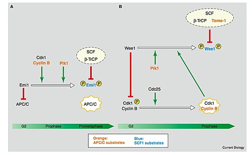 هارتموت سي. فودرماير (2004). "APC/C وSCF: التحكم في بعضهما البعض وفي دورة الخلية"، علم الأحياء الحالي، 14 (787)