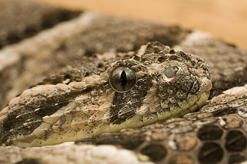 أفعى النفخ (Bitis arietans)