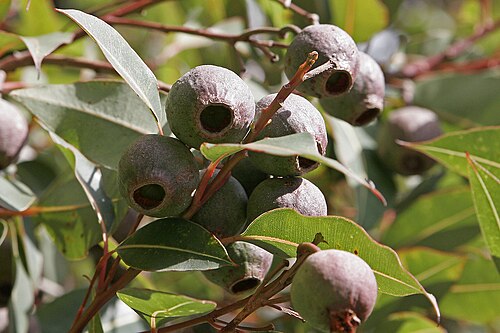 كوريمبيا، كبسولات (فاكهة)