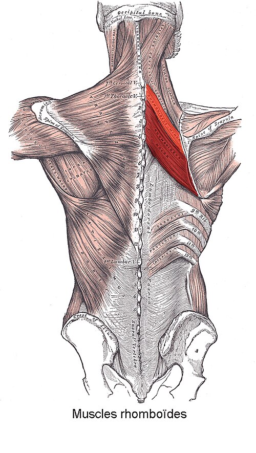 العضلات المعينية.