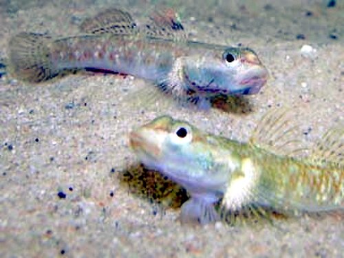اثنان من غوبي المياه العذبة، Rhinogobius duospilus