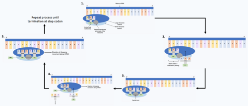خمسة خيوط من الحمض النووي الريبوزي الرسول (mRNA)، يرتبط كل منها بالريبوسوم في مراحل مختلفة من عملية الترجمة. يحتوي الخيط الأول على ريبوسوم وجزيء tRNA واحد يحمل حمضه الأميني ويرتبط به في عملية الاقتران القاعدي مع الحمض النووي الريبوزي الرسول. يحتوي الخيط الثاني على ريبوسوم وجزيء tRNA ثانٍ يحمل حمضه الأميني ويرتبط به في عملية الاقتران القاعدي مع الحمض النووي الريبوزي الرسول. في الخيط الثالث، يحفز الريبوسوم تكوين رابطة ببتيدية بين الحمضين الأمينيين الموجودين على جزيئي tRNA. في الخيط الرابع، يغادر جزيء tRNA الأول الريبوسوم ويصل إليه جزيء tRNA ثالث يحمل حمضه الأميني. في الخيط الخامس، يحفز الريبوسوم تكوين رابطة ببتيدية بين الحمضين الأمينيين الموجودين على جزيئي tRNA الثاني والثالث، ويشير السهم إلى استمرار الدورة.