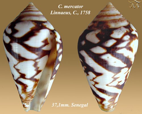 كونوس مركاتور لينيوس، سي، 1758